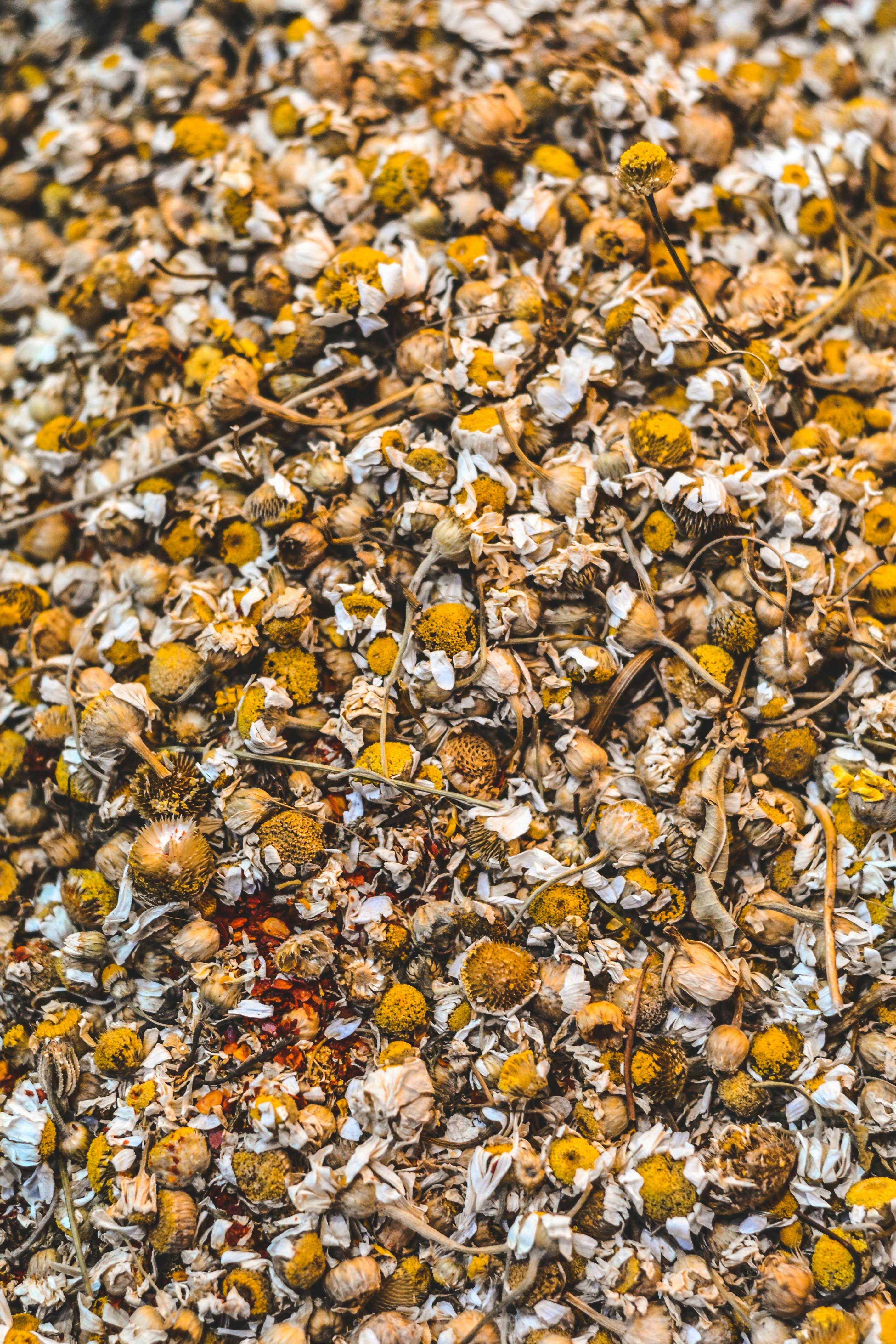 Close-up of dried flowers with a mix of brown, orange, and white colors.