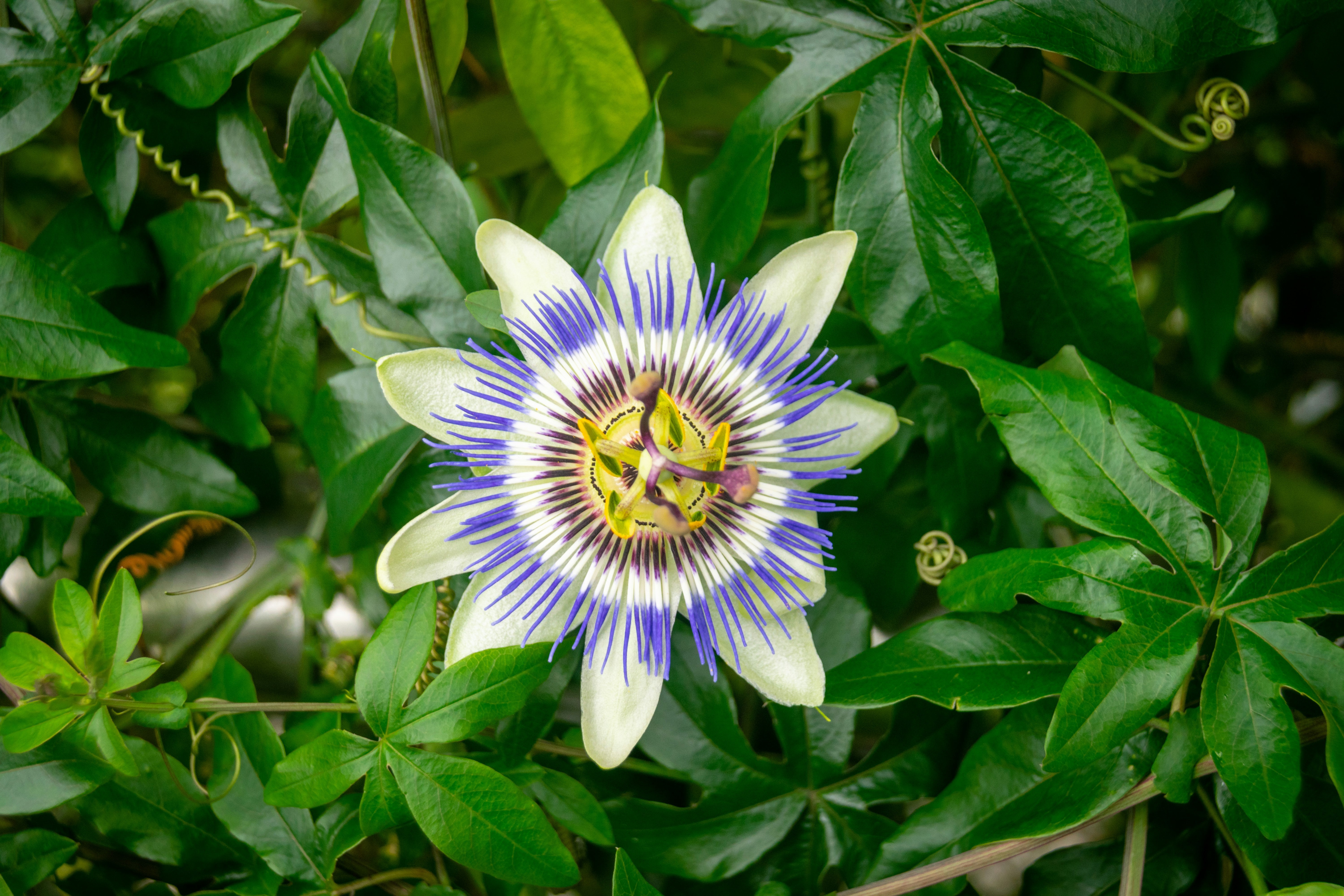 Passion flower surrounded by green leaves