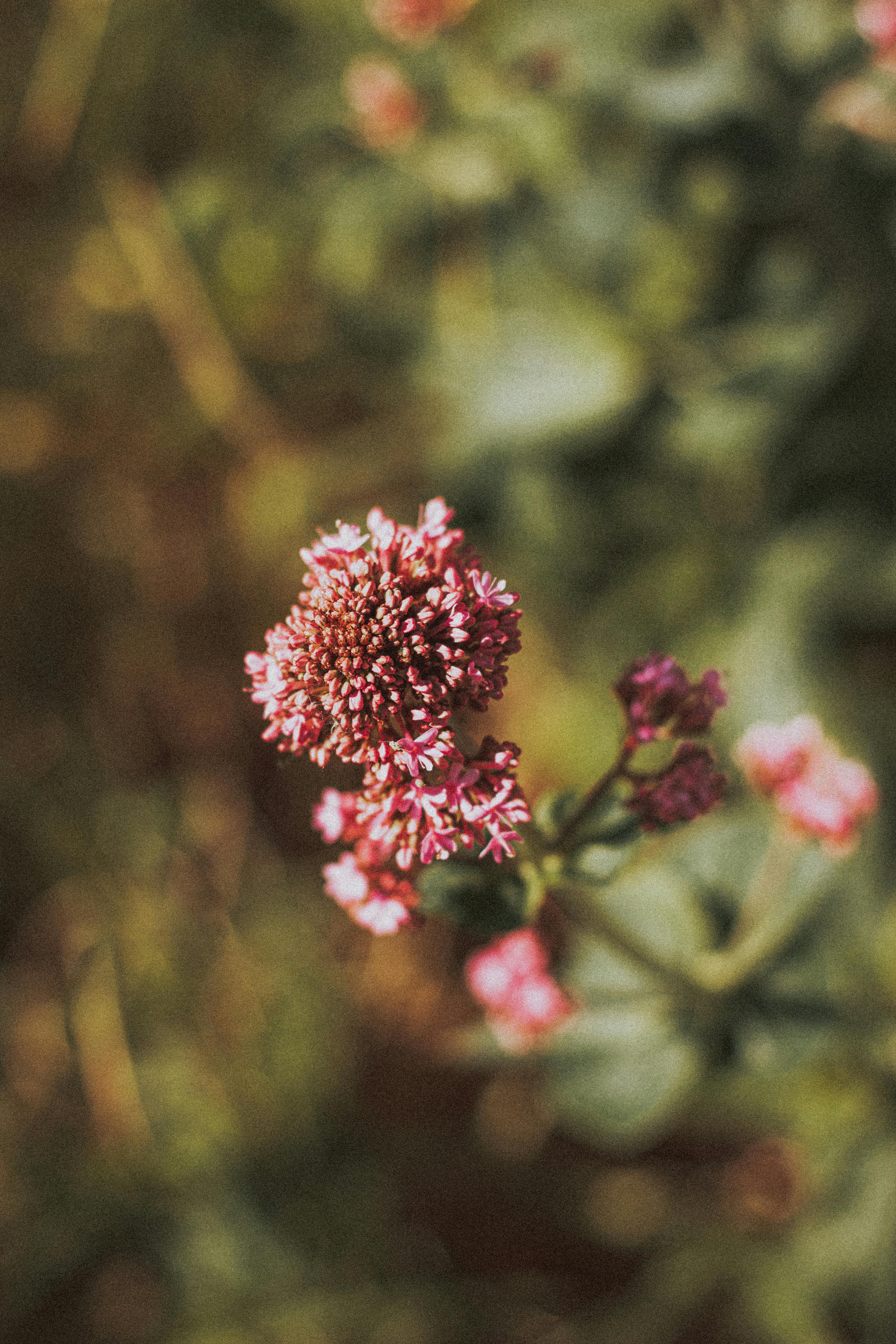 Close-up of a pink flower with a blurred green background
